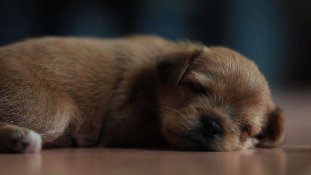 Lhasa the Yorkie Puppy