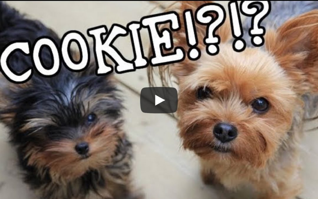 Funny Talking Yorkie Puppies Converse About…. Cookies?