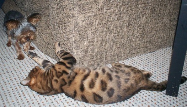 Tiny Yorkie Plays with Bengal Cat