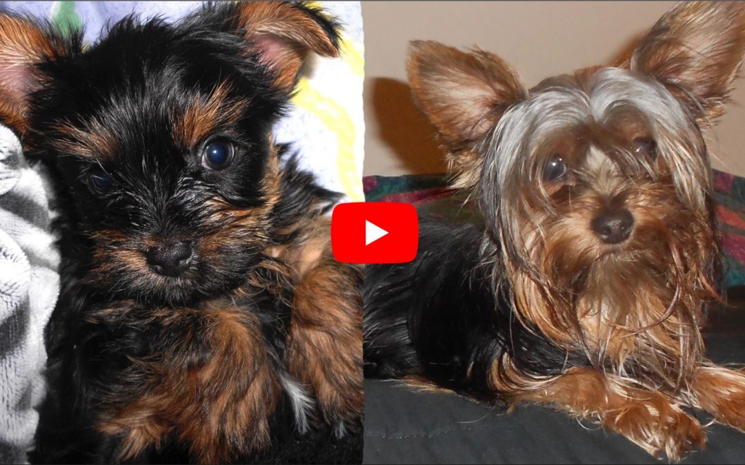 Cute Yorkie Puppy Rex Grows Up Right Before Your Eyes!