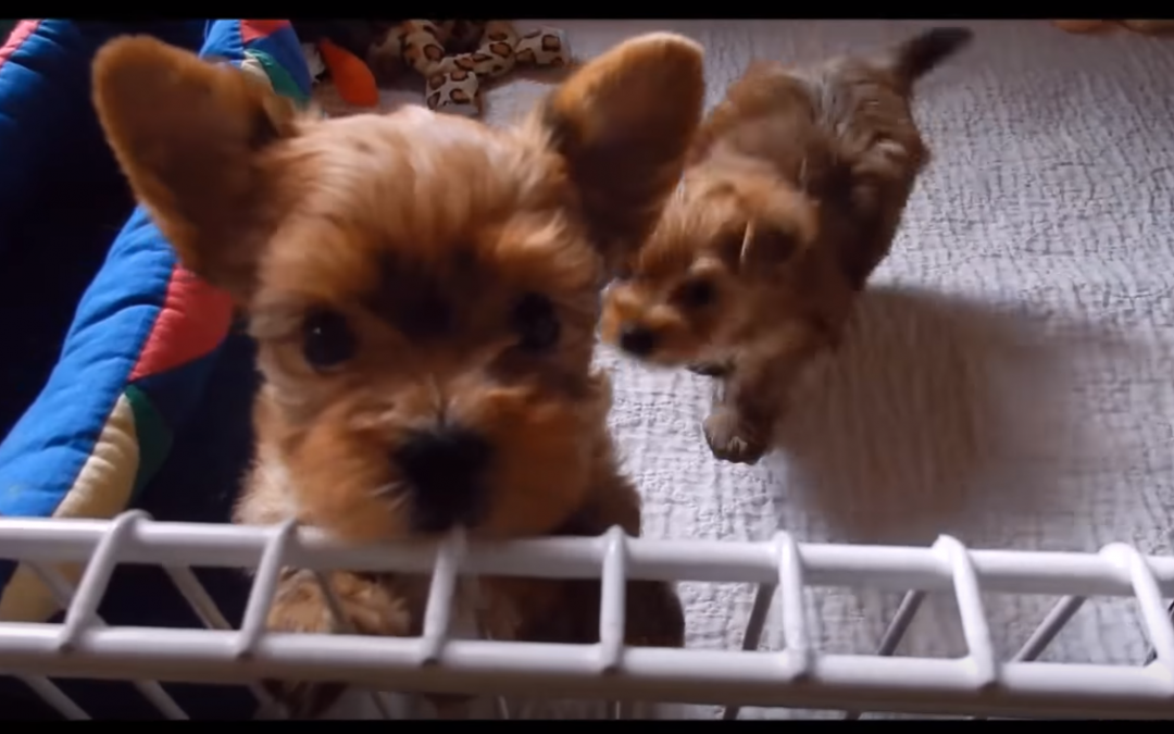 Puppy Therapy Time with Six Week Old Yorkie Puppies!