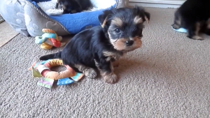 black and gold yorkie puppy sitting