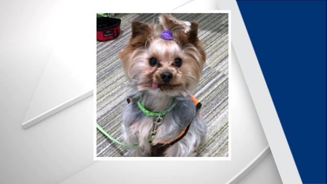 Durham Woman Reunited with One of Two Stolen Yorkies