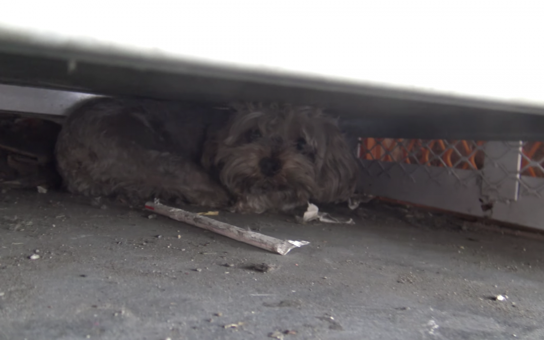 Dramatic Hope For Paws Video Shows How a Tiny Yorkie Hiding Underneath Propane Tanks Gets Rescued!