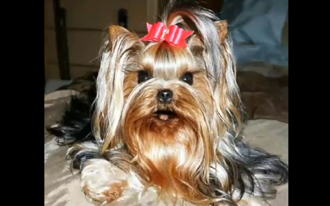Real or Not? Yorkie Can Sing Happy Birthday