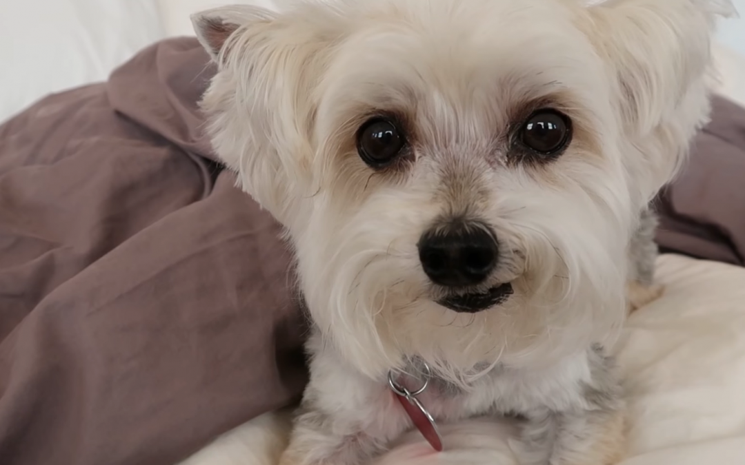 Expert Tips on How to Groom Your Little Yorkie