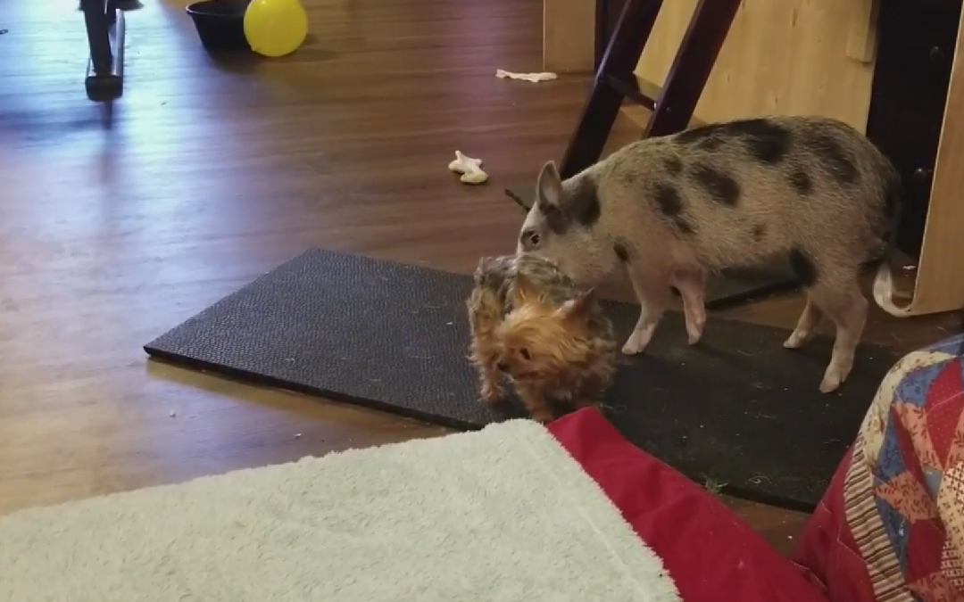 Little Yorkie Vs Mini Pig – An Epic Battle