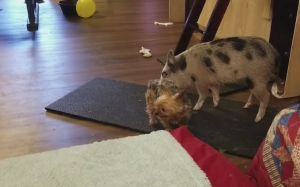 Yorkie vs Mini Pig