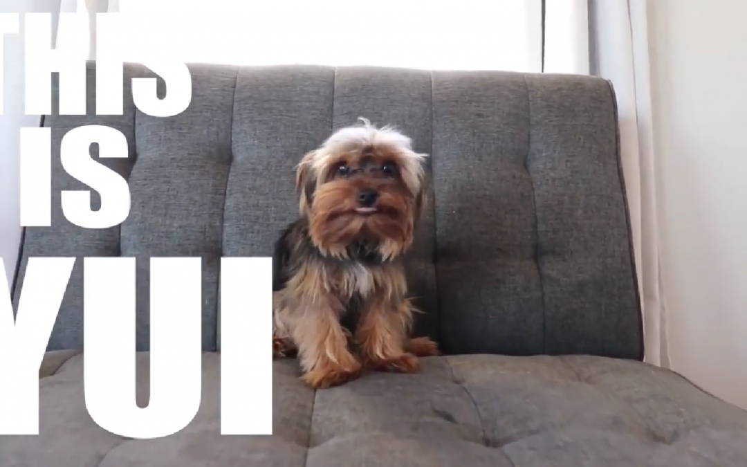 Yui the Yorkie Gets Her First Haircut
