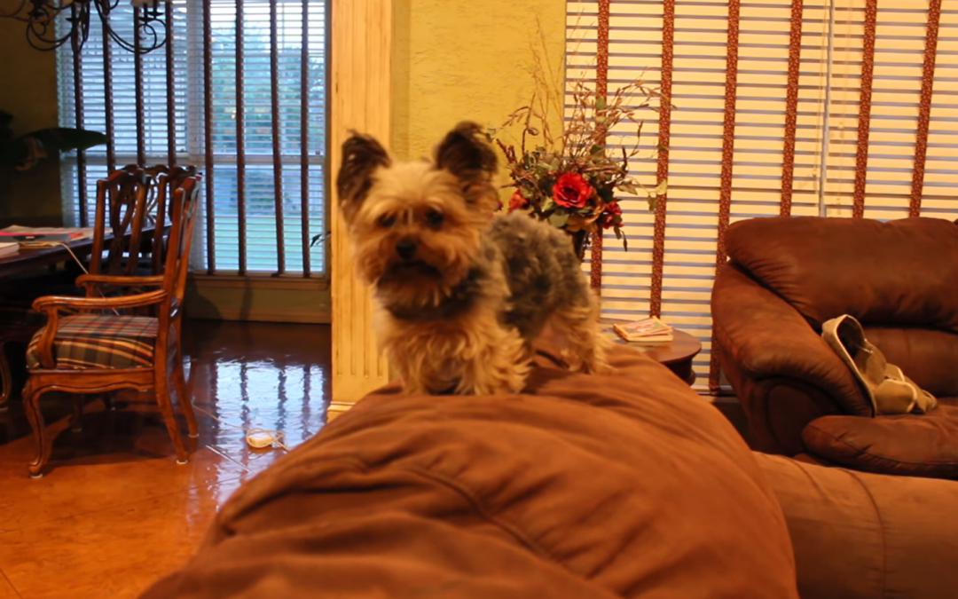 Nero the Yorkie is Left Home Alone!