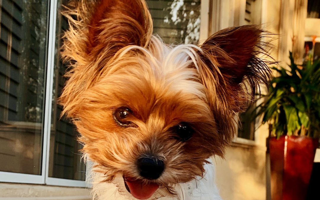 20 Popular Names for Yorkies