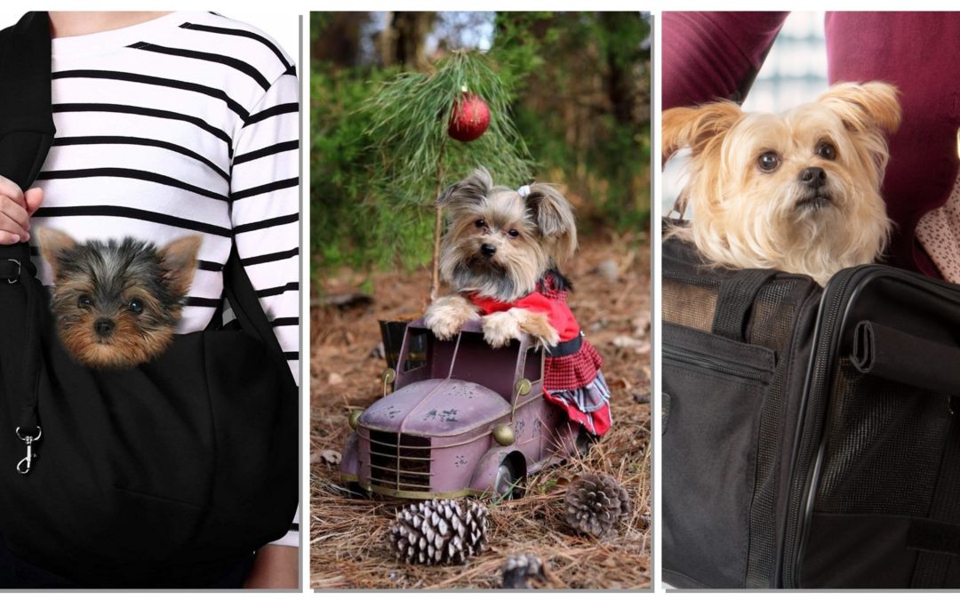 The Best Carriers for Your Yorkie