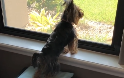 Cute Yorkie’s Daily Greeting to Dad Coming Home