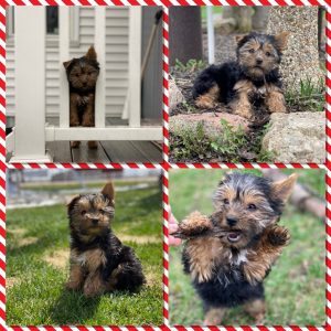 collage of yorkie puppy