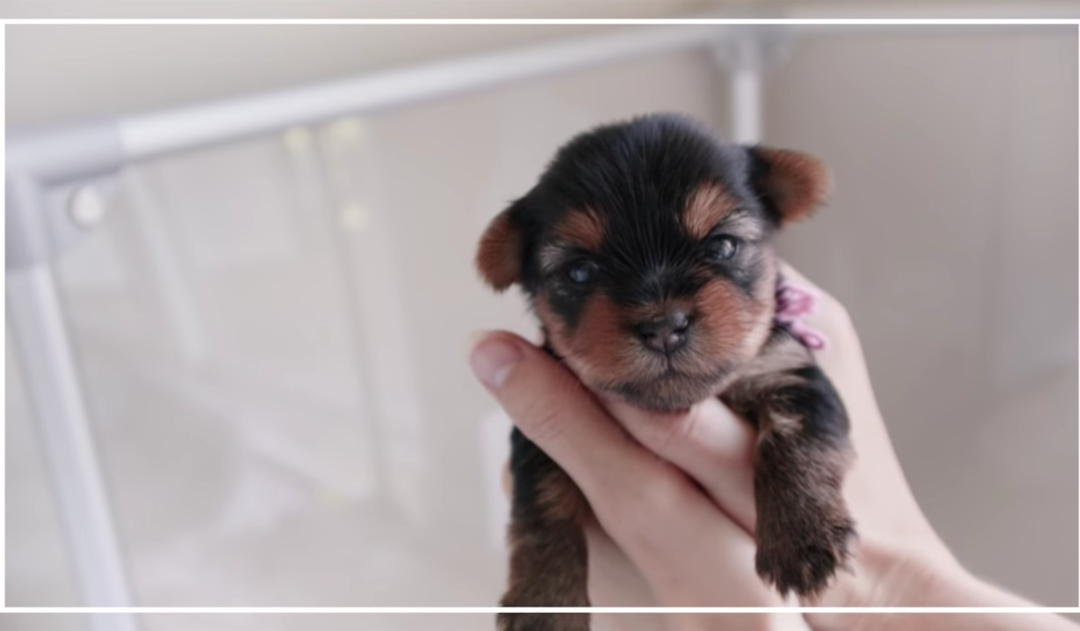 Raising Cute Yorkie Puppies from 3 to 6 Weeks Old!