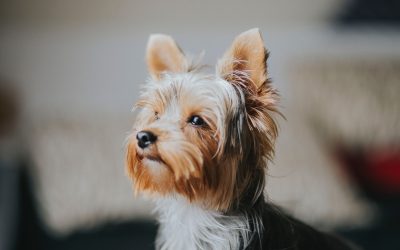 Great AKC Article About Yorkies