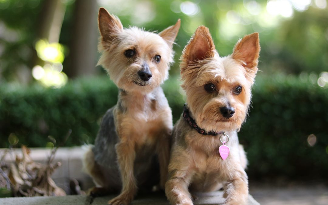 Cute Yorkies of Instagram